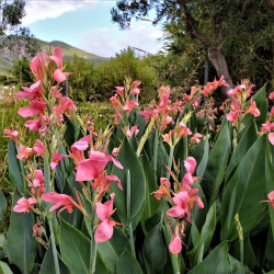 Canna glauca Canna glauca