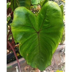Colocasia esculenta 'Hawaiian Punch' Colocasia esculenta 'Hawaiian Punch'