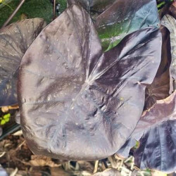 Colocasia esculenta 'Kona Coffee' Colocasia esculenta 'Kona Coffee'