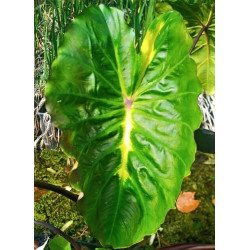 Colocasia esculenta 'White Lava' Colocasia esculenta 'White Lava'