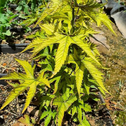 Filipendula palmata 'Red Umbrellas' Filipendula palmata 'Red Umbrellas'