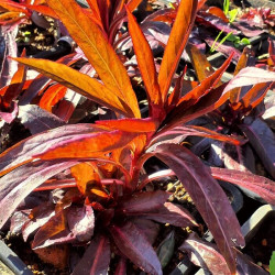 Lobelia speciosa 'Russian Princess' Lobelia speciosa 'Russian Princess'