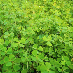 Marsilea quadrifolia Marsilea quadrifolia