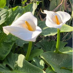 Zantedeschia 'Hercules' Zantedeschia 'Hercules'