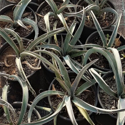 Yucca baccata Yucca baccata