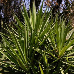 Yucca elephantipes Yucca elephantipes