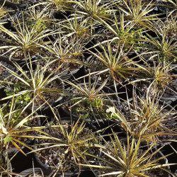 Yucca filamentosa 'Color Guard' Yucca filamentosa 'Color Guard'