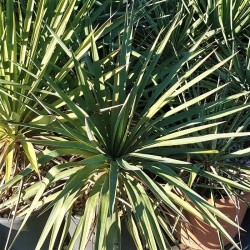 Yucca gloriosa Yucca gloriosa