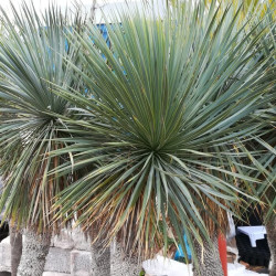 Yucca rostrata 