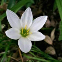 Zephyranthes candida Zephyranthes candida