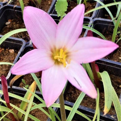 Zephyranthes minuta Zephyranthes minuta