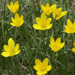 Zephyranthes citrina Zephyranthes citrina