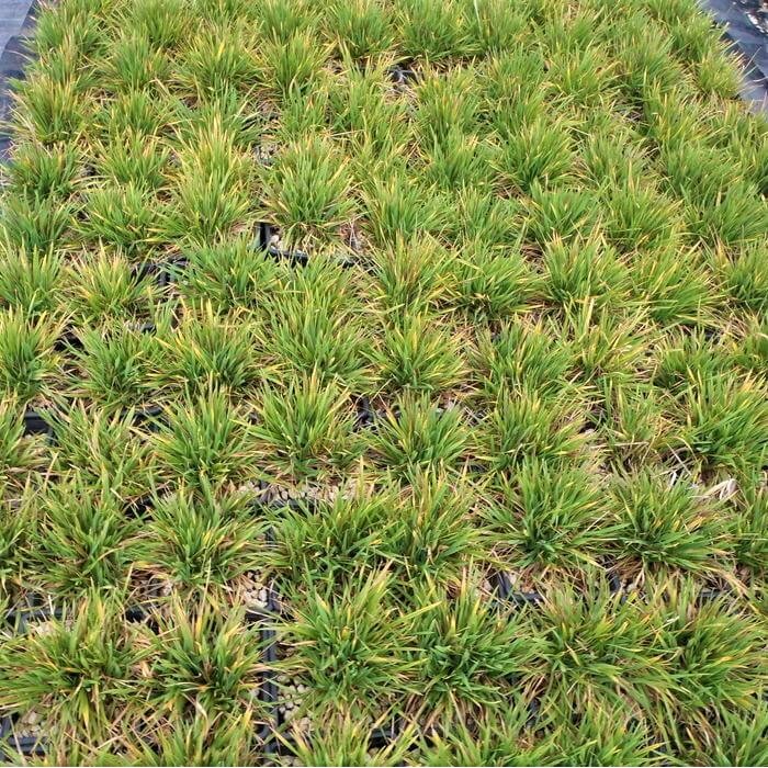 Zoysia tenuifolia