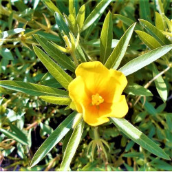 Jussiaea repens Jussiaea repens