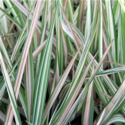 Phalaris arundinacea 'Feesey' Phalaris arundinacea 'Feesey'