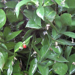 Ruscus hypoglossum Ruscus hypoglossum