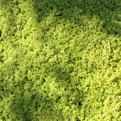 Soleirolia soleirolii 'Aurea' Soleirolia soleirolii 'Aurea'