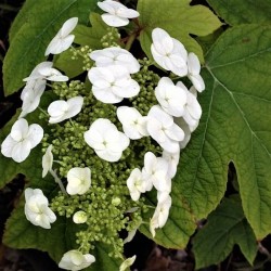 Hydrangea quercifolia