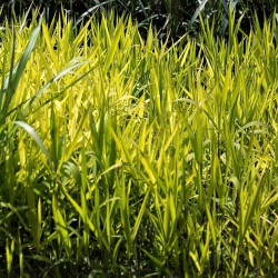 Acorus calamus Acorus calamus