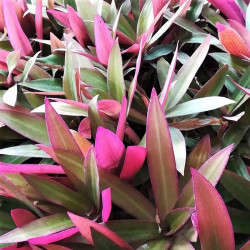 Tradescantia spathacea Tradescantia spathacea