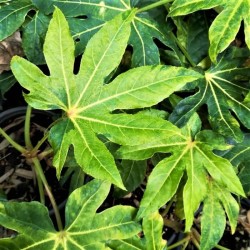 Fatsia japonica 'Annemie' Fatsia japonica 'Annemie'