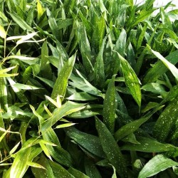 Aspidistra elatior 'Milky Way' Aspidistra elatior 'Milky Way'