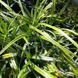 Astelia nervosa 'Silver Shadow' Astelia nervosa 'Silver Shadow'