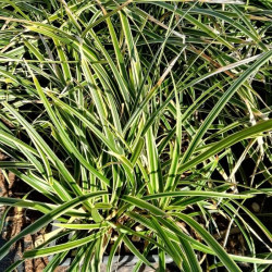 Carex morrowii 'Ice Dance' Carex morrowii 'Ice Dance'