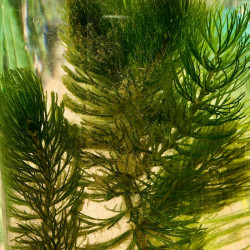Ceratophyllum demersum Ceratophyllum demersum
