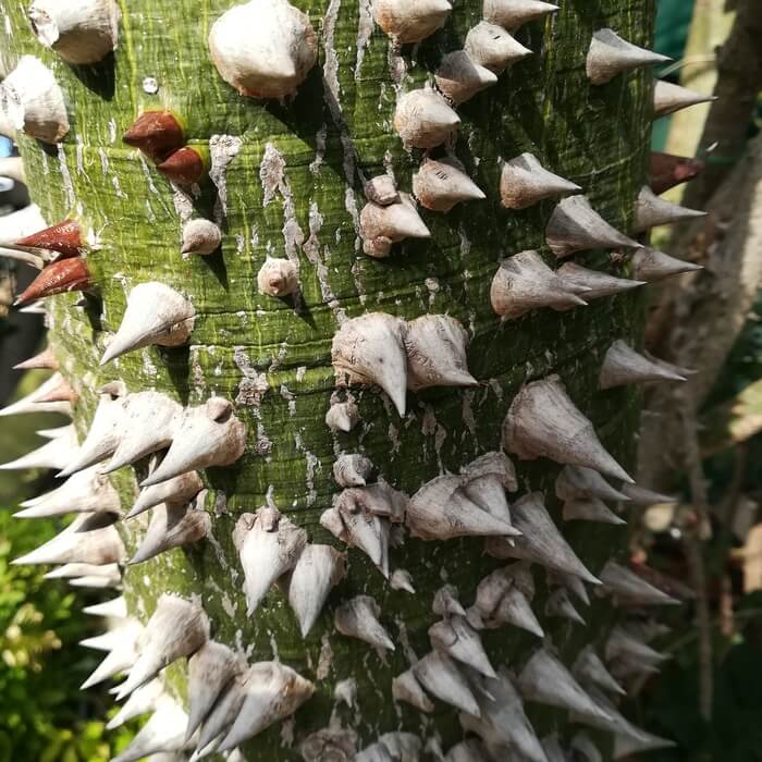 Ceiba (Chorisia) speciosa