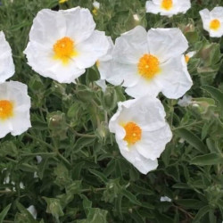 Cistus x canescens f. albus