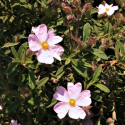 Cistus x skanbergii