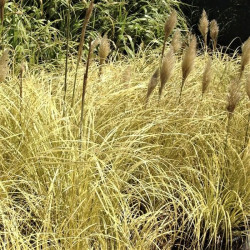 Cortaderia selloana 'Splendid Star'