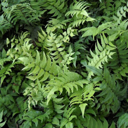 Cyrtomium falcatum Cyrtomium falcatum
