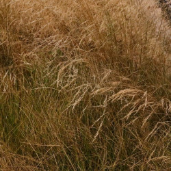 Deschampsia cespitosa