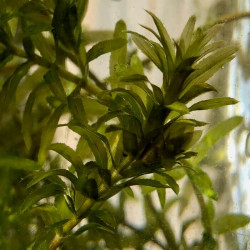 Egeria densa Egeria densa