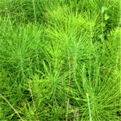 Equisetum arvense Equisetum arvense