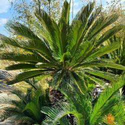 Cycas revoluta Cycas revoluta