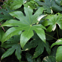 Fatsia japonica 'Variegata' Fatsia japonica 'Variegata'