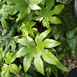 Fatsia japonica Fatsia japonica