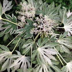 Fatsia japonica 'Spider's Web' Fatsia japonica 'Spider's Web'