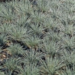 Festuca glauca Festuca glauca