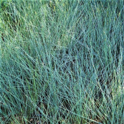 Festuca glauca 'Intense Blue' Festuca glauca 'Intense Blue'