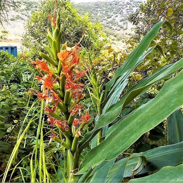 Hedychium coccineum