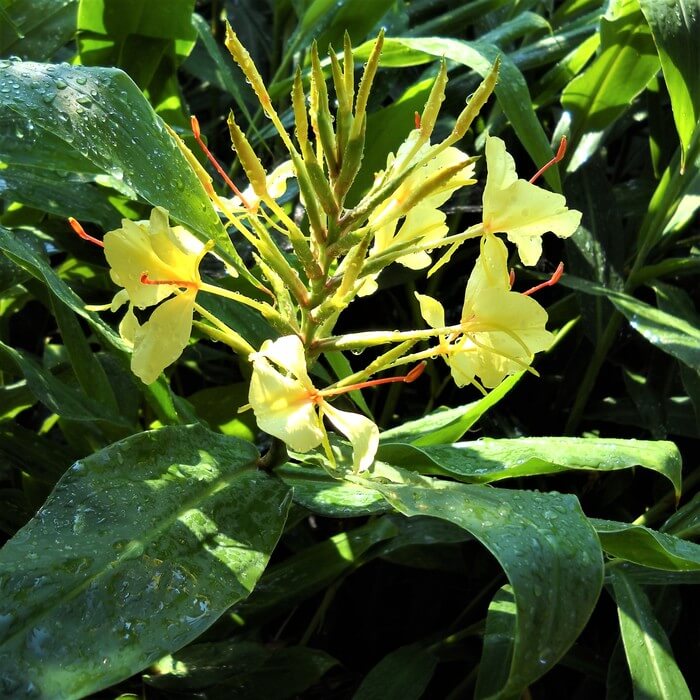 Hedychium coronarium