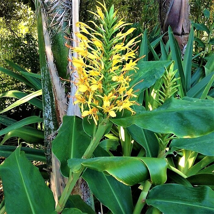 Hedychium gardnerianum 'Kahili Ginger'