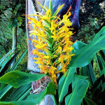 Hedychium gardnerianum 'Kahili Ginger'