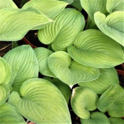 Hosta 'Guacamole' Hosta 'Guacamole'
