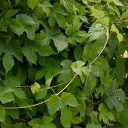 Humulus lupulus Humulus lupulus