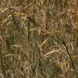 Hyparrhenia hirta Hyparrhenia hirta